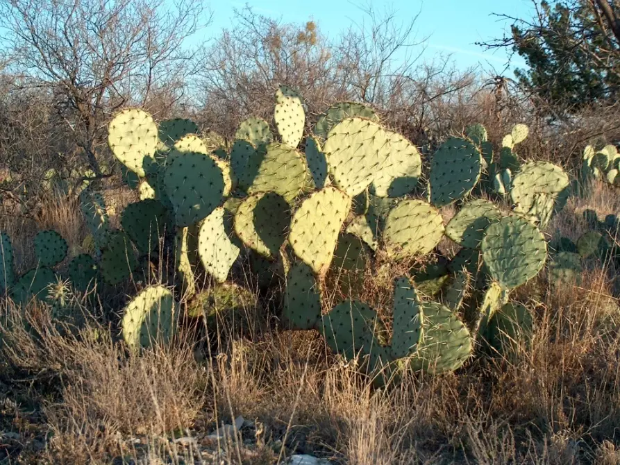 Big Bend National Park hiking