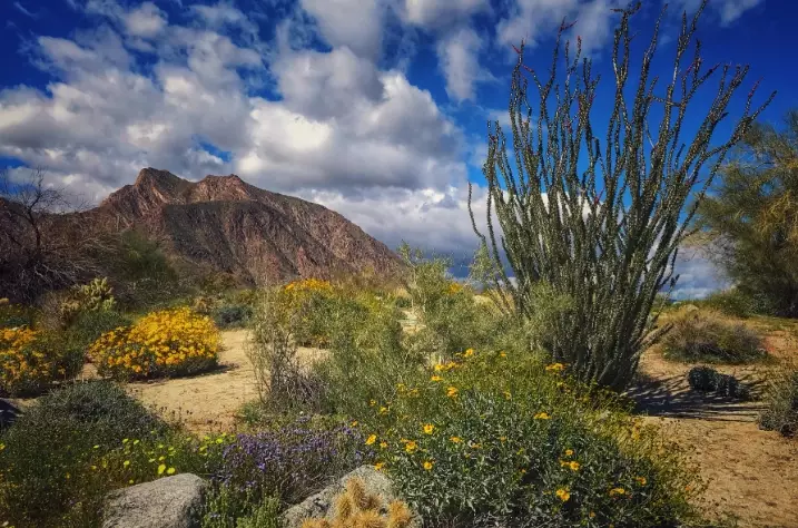 Anza-Borrego camping Anza-Borrego camping