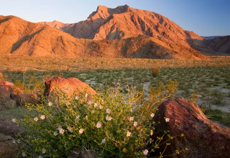 Anza-Borrego wildflowers Anza-Borrego wildflowers