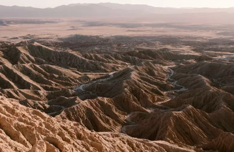 Anza-Borrego wildflowers Anza-Borrego wildflowers