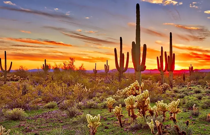American desert travel