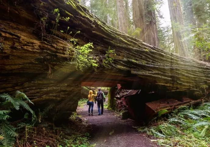 redwood national park itinerary