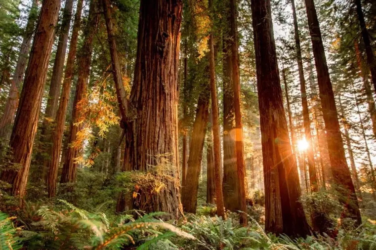 redwood national park