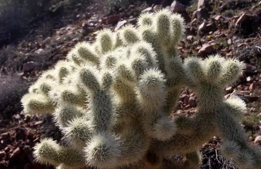 Arizona cactus types