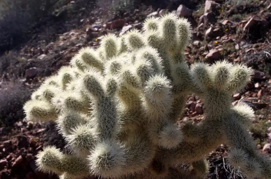 arizona cactus types