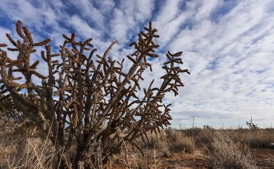 new mexico cactus species new mexico cactus species