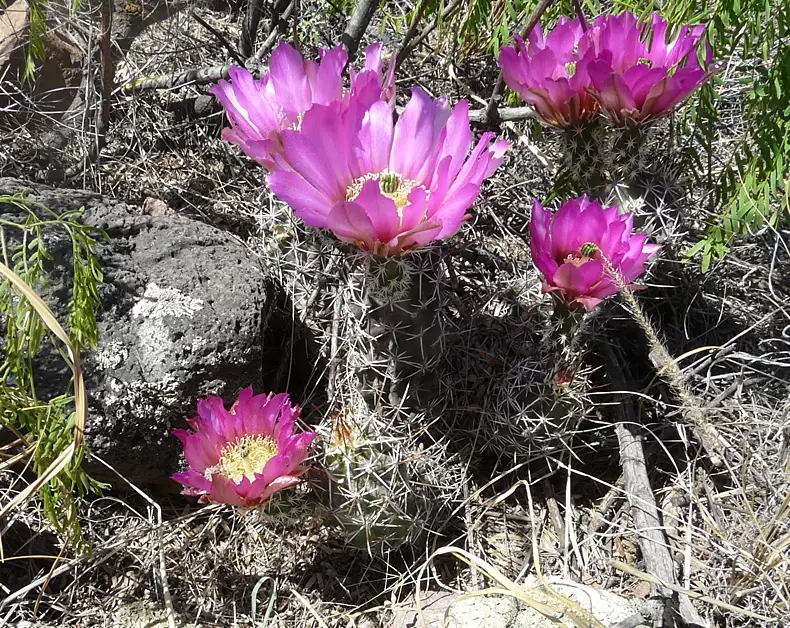 cactus garden new mexico cactus garden new mexico