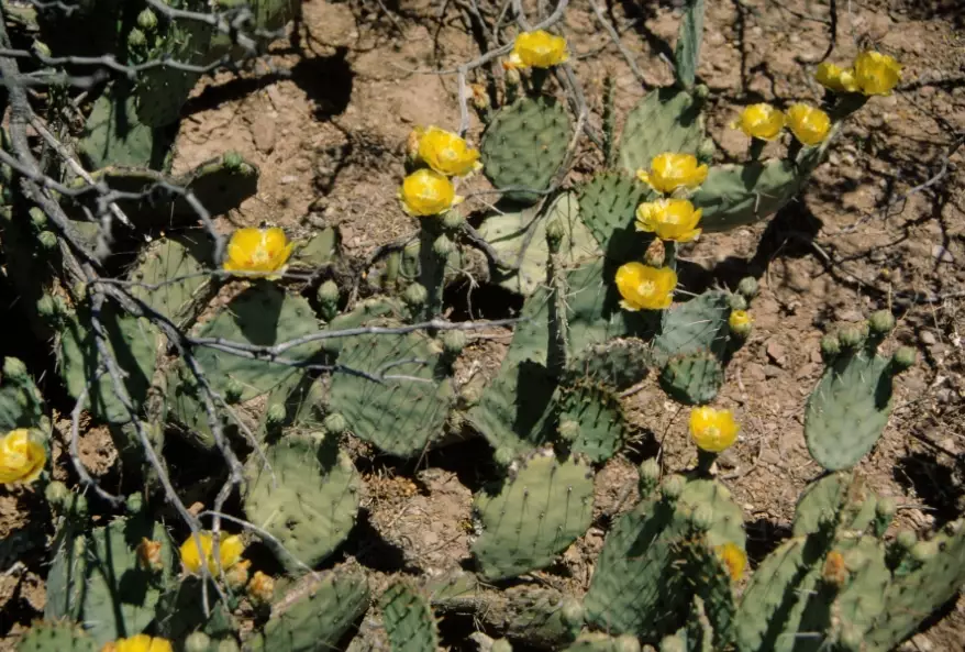 new mexico cactus species