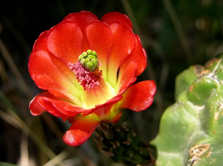 new mexico cactus species new mexico cactus species