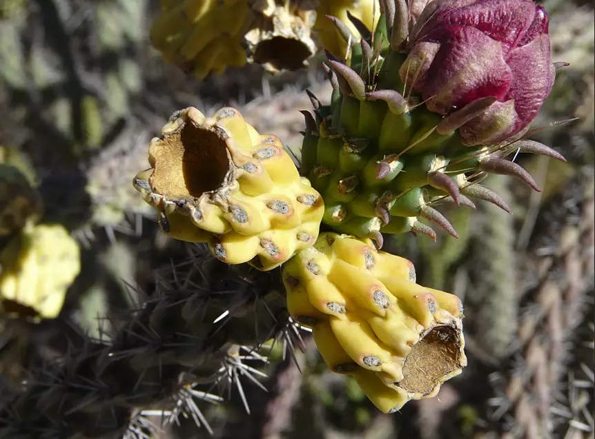 cactus garden new mexico cactus garden new mexico