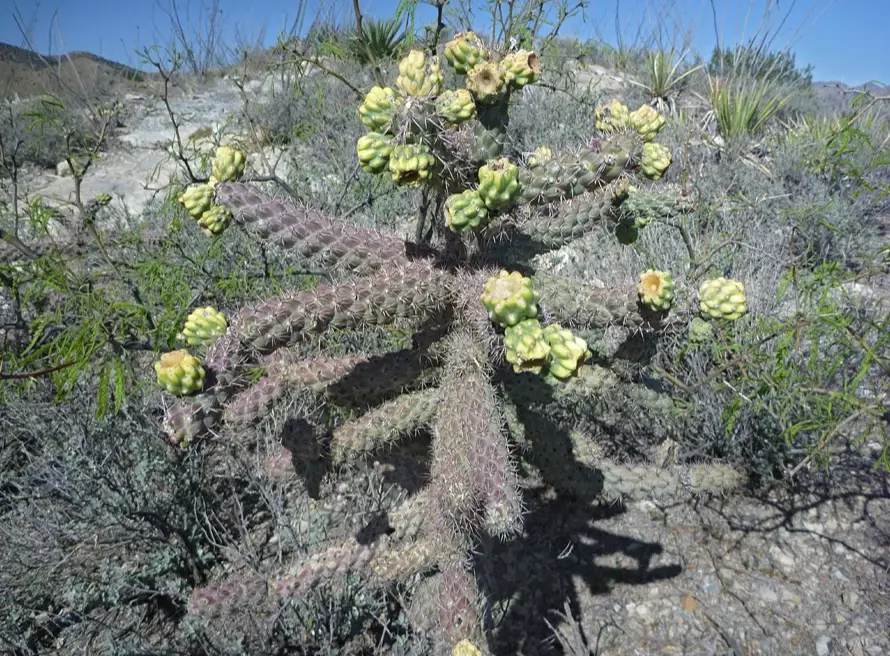 cactus garden new mexico cactus garden new mexico