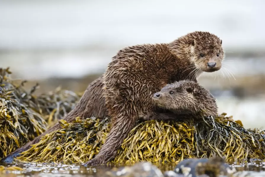 best coastal wildlife tours