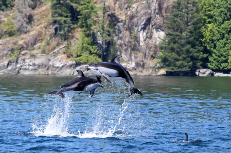 coastal wildlife tours