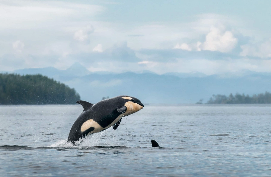 family coastal wildlife tours