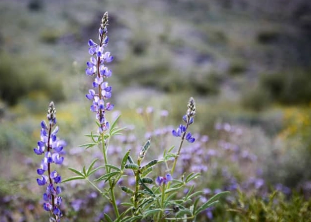 Arizona purple desert flower