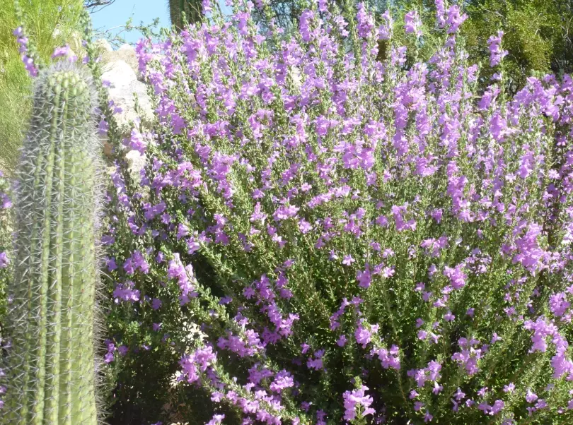 desert wildflowers Arizona