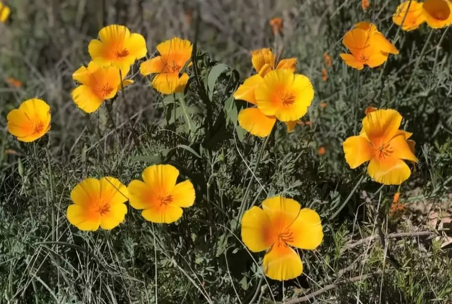 best places to see wildflowers in Arizona best places to see wildflowers in Arizona
