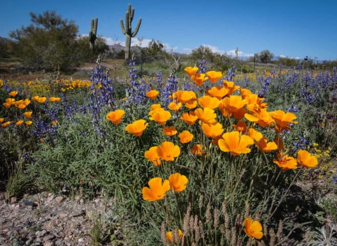 best places to see wildflowers in Arizona best places to see wildflowers in Arizona