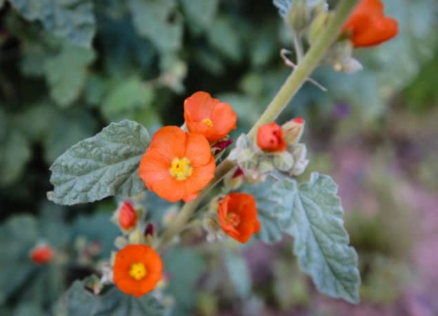 Arizona wildflower season Arizona wildflower season