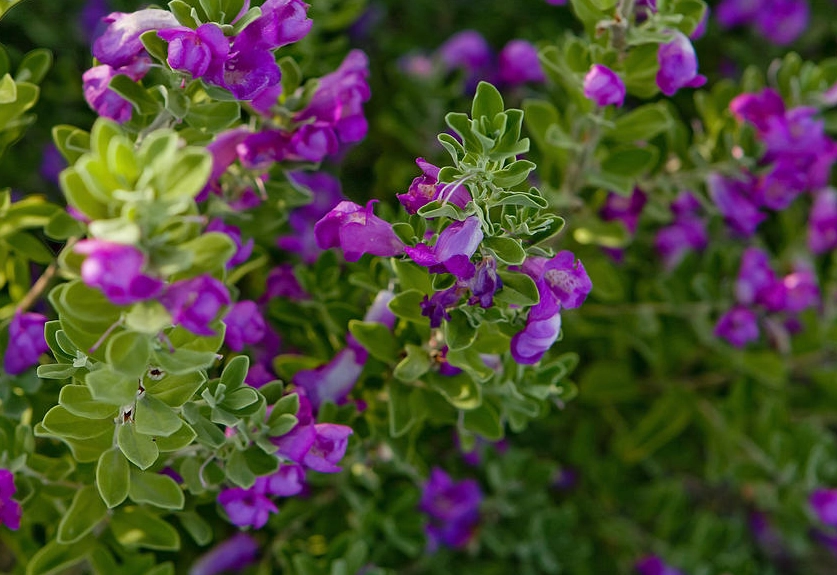 purple flower Arizona desert