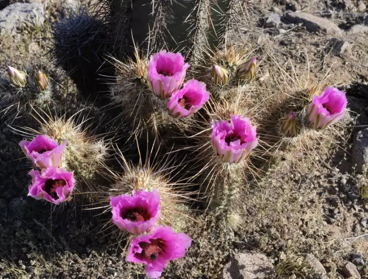 Arizona purple desert flower