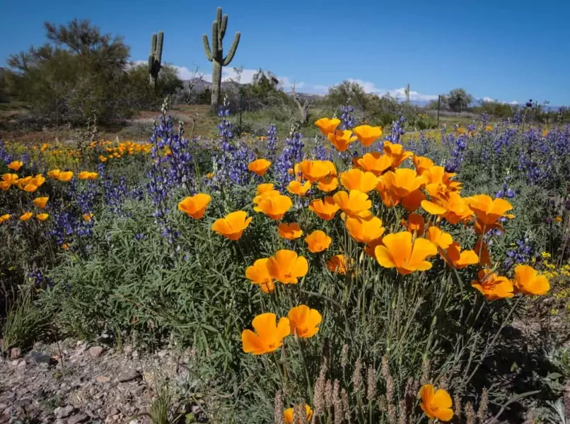 purple flower Arizona desert