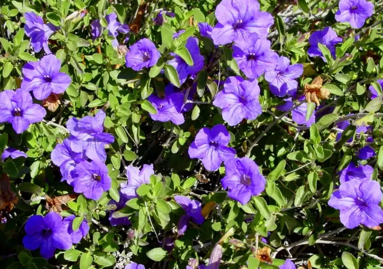 desert wildflowers Arizona