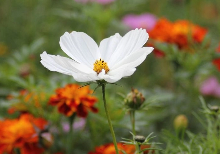 throw wildflower seeds